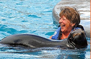 Leones Marinos en la piscina